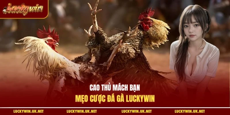 Cao thủ mách bạn mẹo cược đá gà Luckywin