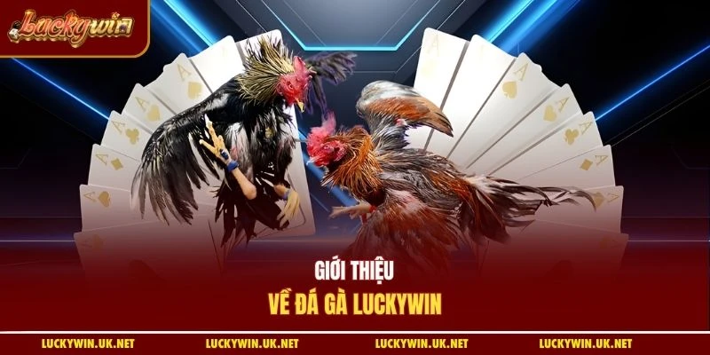 Giới thiệu về đá gà Luckywin